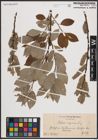Foto von Salix caprea L.